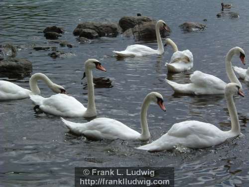 Swans